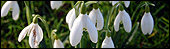 Snowdrops