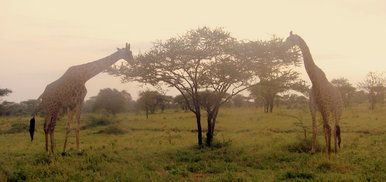 Giraffes in Tanzania