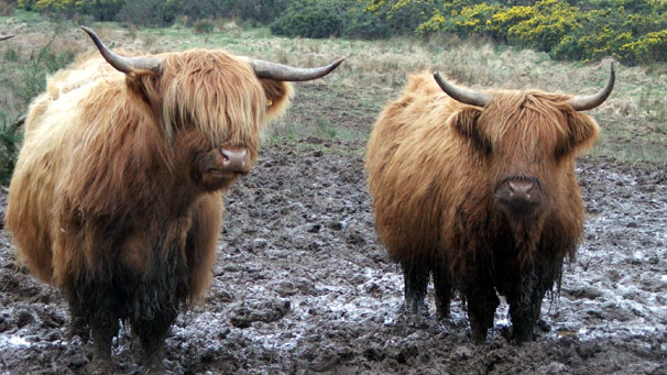 These cows were apparently unperturbed by the mud when Rene Wright from Ayr spotted them in Bute.