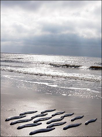Eels on the beach at Frinton-on-Sea