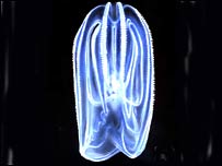 شانه دار مهاجم