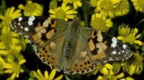 Painted Lady Butterfly from the Nature Picture Library