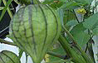 Tomatillo (Picture courtesy of Nicky's Nursery Ltd)