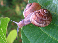 a snail, by Ciar. This file is licensed under the Creative Commons Attribution-Share Alike 3.0 Unported license.