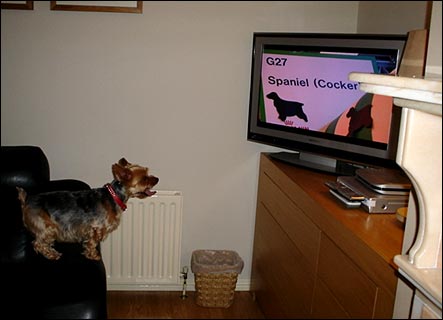 Yorkshire Terrier Poppy