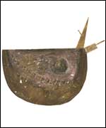 Artwork by Sally Sheinman