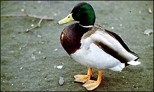 _614011_duck300.jpg