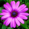 Osteospermum