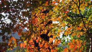 Autumn tree leaves