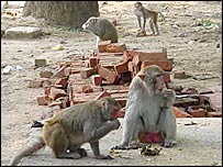 सरकारी कार्यालयों के आसपास बंदर