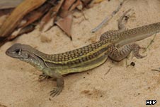 Self-cloning lizard that was identified around Greater Mekong in Southeast Asia