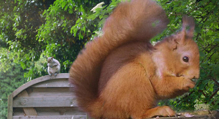 Grey and red squirrel