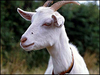 بکری: فائل فوٹو