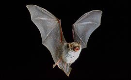 Picture: Natterers bat