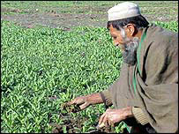 پوست کی کاشت