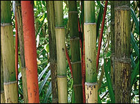 bamboo