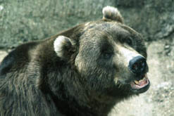 Brown bear Brown bear