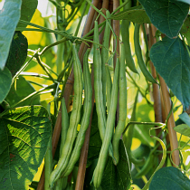 Climbing french bean