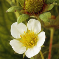 Fragaria 'Maxim'