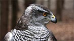 Goshawk