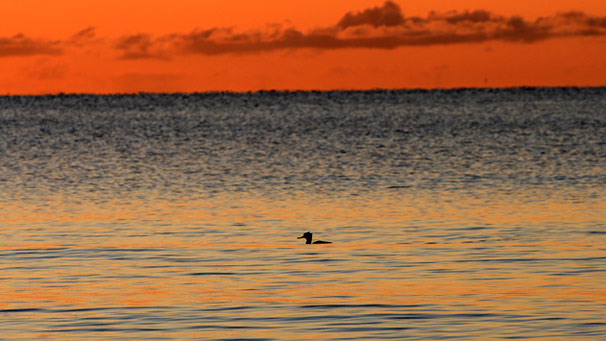A bird on the sea with an orange sunset behind