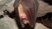 Horseshoe bat by Deane Christopher