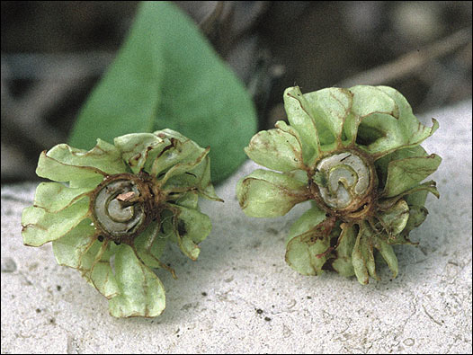 Coffea pterocarpa. Foto: Kew Gardens 