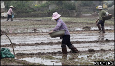 people in rice paddy fields