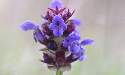Self-heal herb