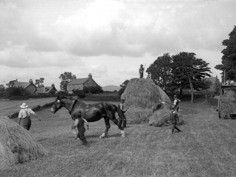 Farm workers lead a horse through a field. Other labourers are at work building large haystacks.