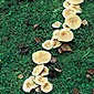 Fairy ring