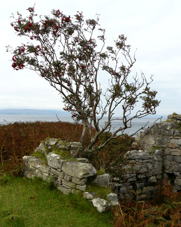 Rowan tree growing out of a ruined cottage on the north coast of Arran