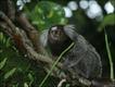Mico acariensis (foto: George Néron)