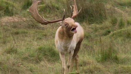 barry_the_white_buck446.jpg