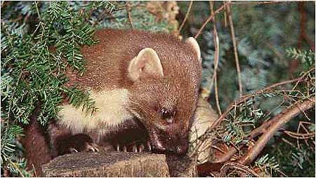Pine Marten c/o Natural England and Paul Glendell