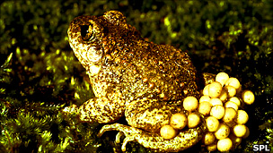 Midwife toad