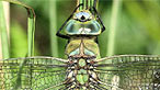 Blue emperor dragonfly by Dr Allan Brandon