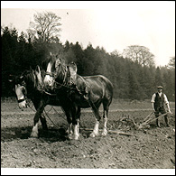 Connie's dissertation