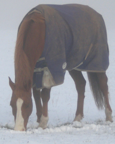A horse grazes through shallow snow