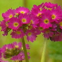 Primula denticulata
