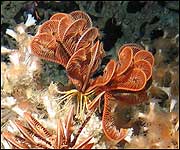 Delicate life-forms survive deep underwater