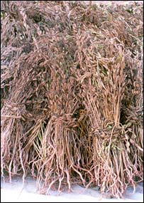 ريشه بته استُغ 