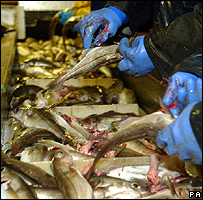 Deck hands cleaning fish on a trawler