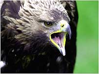 Golden Eagle c/o PA Images