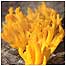 Staghorn fungus
