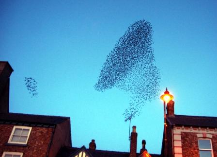 starlings1.JPG