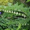 Polygonatum hybridum