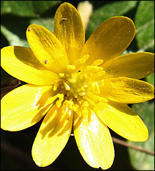 flower.226.jpg