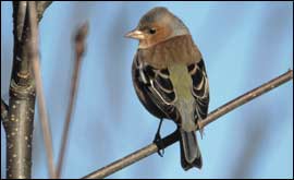 A chaffinch