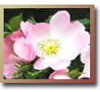 Rosa Canina